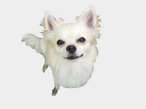 白白