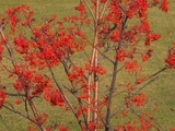 IMG_0787_2