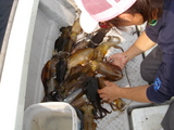 釣果