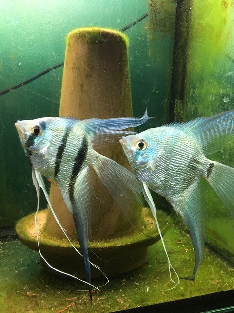 MEXICO メキシコ ARTE AZTECA社製 置物 エンゼルフィッシュ MEXICO