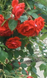 32a0397d.jpg