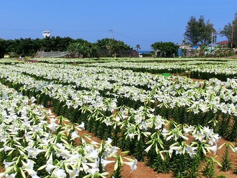 2011 百合畑