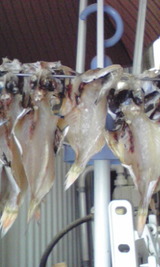 02fa4120.jpg