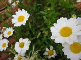 �ޥ륰��å�