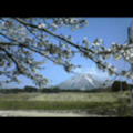 桜の大山(伯耆富士)