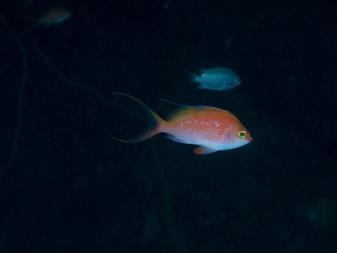写真 2016-12-25 10 22 46