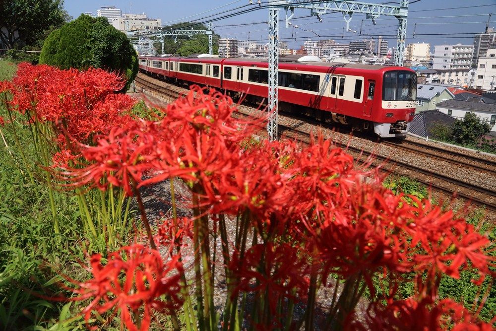【中古】週刊四季花めぐり50 彼岸花・桔梗 初秋の花(小学館ウィークリーブック)／小学館 中古】週刊四季花めぐり50 彼岸花・桔梗 初秋の花(小学館