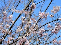 1503 富士桜 A