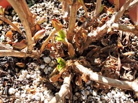 1502 アジサイの芽 A