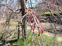 1503 しだれ桜 A