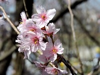 1503 富士桜 C