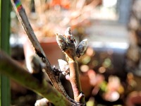 1502 桃の芽 A