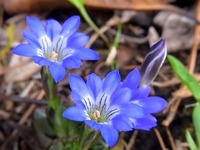 1303 八幡丘 L 春リンドウA