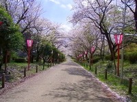 1303 八幡丘 P 桜トンネルA