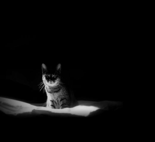 WAR OF CATS ~ブラックウォーズとフールの勇者~ 【第一部】【第五章まで更新】 6ebafdbe