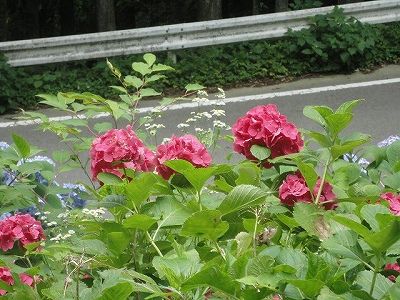 07-15ajisai-d