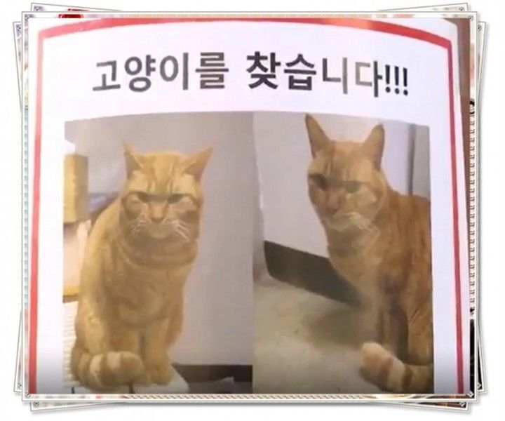 【韓国】初の猫の駅長が行方不明に…ずさんな管理にネットから批判「安易に日本のまねをするから」「どうか生きていて」