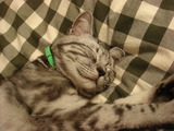 minty1