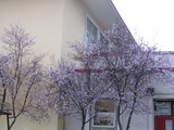 桜2