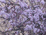 桜3