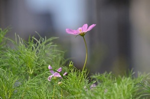 10s-コスモス見っけ