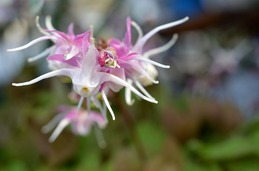s-箕郷芝桜イカリ草1