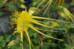 s-箕郷芝桜黄花オダマキ2