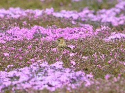 s-箕郷芝桜ひばり??