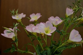 s-昼咲月見草111