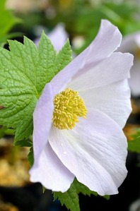 s-箕郷芝桜白根アオイ3