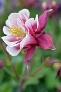 s-箕郷芝桜八重咲オダマキ21