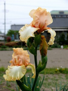 ジャーマンアイリス555