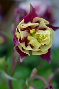 s-箕郷芝桜八重咲オダマキ23