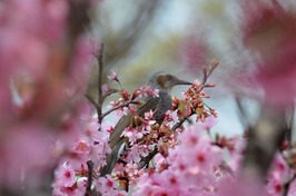 s-箕郷芝桜 サクラ咲く3