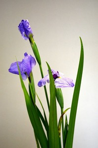 s-花菖蒲1