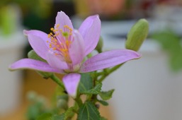 s-箕郷芝桜スイレンボク1