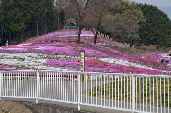 s-箕郷芝桜