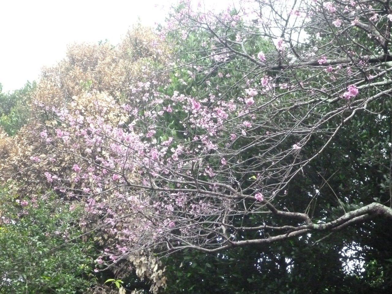 P1040908
