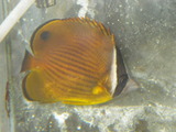IMGP1066