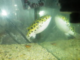 IMGP0671