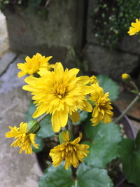 20181028093616_IMG_3328