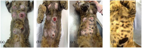 【極美品】猫の腫瘍 28204773b5586abf6d8f9714aa0295