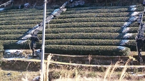 雪の茶畑