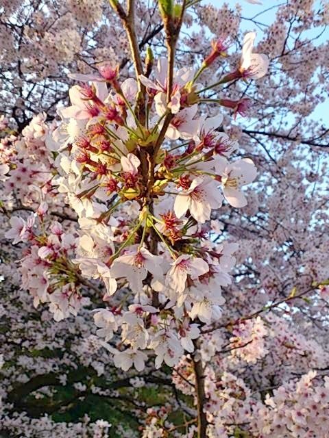 mini_180329_0641 (2)