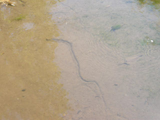 DSCN0421