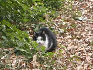 ねこ