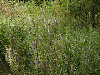 DSCN0433