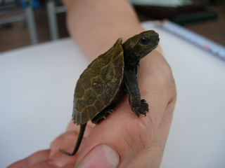子イシガメ 発見 今日の工房