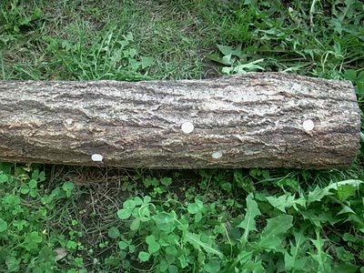 画像-0088