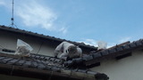 23e933e0.jpg